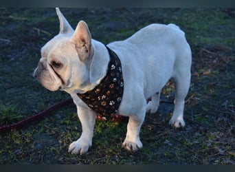 Fanni ausgenutzt und ausgemustert