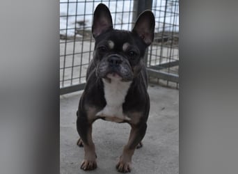 Francy und der Fluch etwas besonderes zu sein