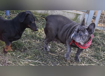 Fleur - ausgenutzt und entsorgt!