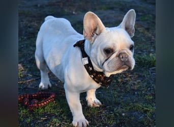 Fanni ausgenutzt und ausgemustert