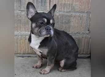 Francy und der Fluch etwas besonderes zu sein