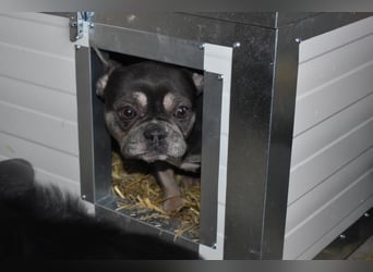 Francy und der Fluch etwas besonderes zu sein