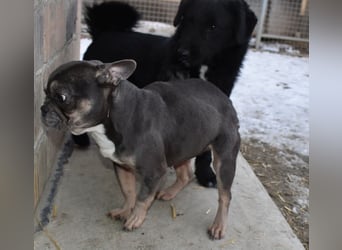 Francy und der Fluch etwas besonderes zu sein