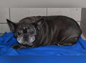 Fleur - ausgenutzt und entsorgt!