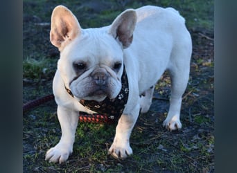 Fanni ausgenutzt und ausgemustert