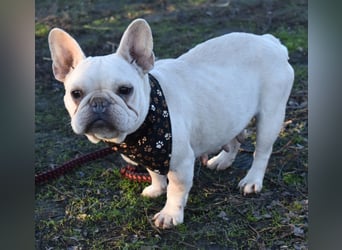 Fanni ausgenutzt und ausgemustert