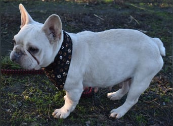 Fanni ausgenutzt und ausgemustert