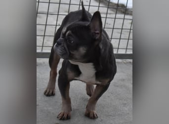 Francy und der Fluch etwas besonderes zu sein