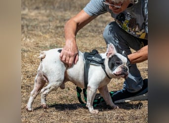 Balou – ein kleiner Clown