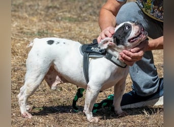 Balou – ein kleiner Clown