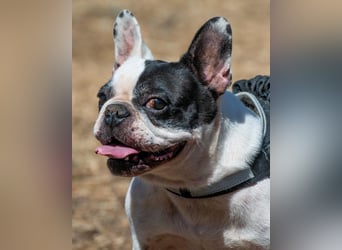 Balou – ein kleiner Clown