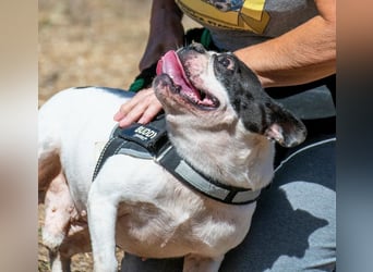 Balou – ein kleiner Clown