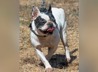 Balou – ein kleiner Clown