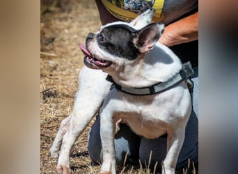 Balou – ein kleiner Clown