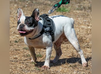 Balou – ein kleiner Clown