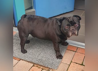 Verschmuste französische Bulldogge (7,5 Jahre alt) sucht neues Zuhause