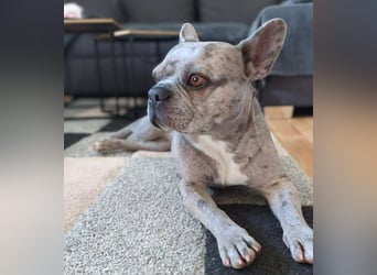 Kono - hundeerfahrene Menschen sind angebracht