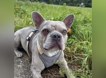 Kono - hundeerfahrene Menschen sind angebracht