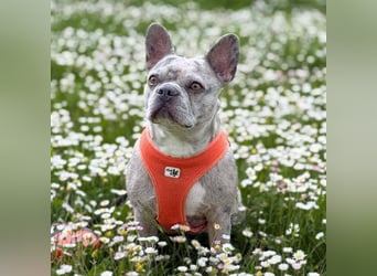 Kono - hundeerfahrene Menschen sind angebracht