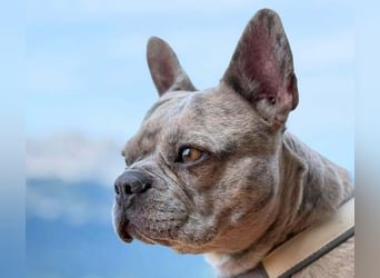 Kono - hundeerfahrene Menschen sind angebracht