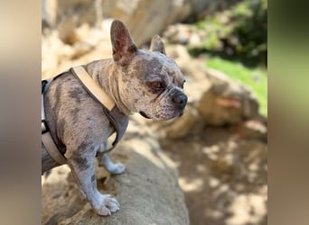 Kono - hundeerfahrene Menschen sind angebracht