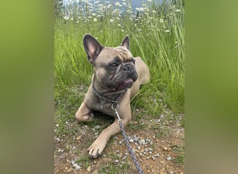 Französische Bulldogge Manfred (6J.)