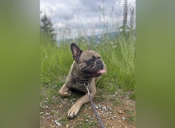 Französische Bulldogge Manfred (6J.)