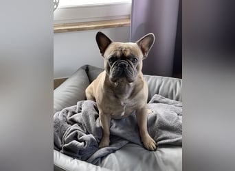 Französische Bulldogge Manfred (6J.)