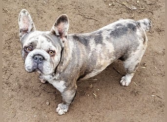 GERTI sucht ein warmes zuhause