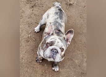 GERTI sucht ein warmes zuhause