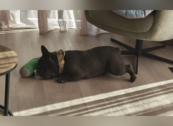 Französische Bulldogge, Rüde, Blue Brindle, freundlich , stubenrein, gesund sucht neues Heim