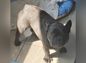 Französische Bulldogge, Rüde, Blue Brindle, freundlich , stubenrein, gesund sucht neues Heim