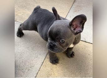 Französische Bulldogge