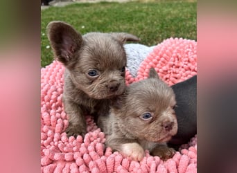 3 wunderschöne Französische Bulldoggen in Fluffy oder Kurzhaar
