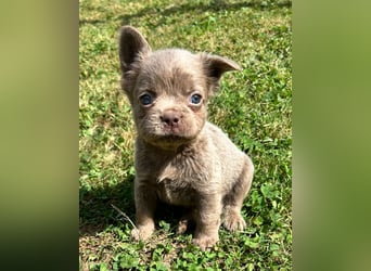 3 wunderschöne Französische Bulldoggen in Fluffy oder Kurzhaar