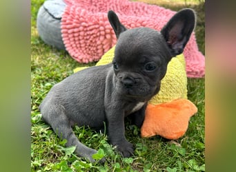 3 wunderschöne Französische Bulldoggen in Fluffy oder Kurzhaar