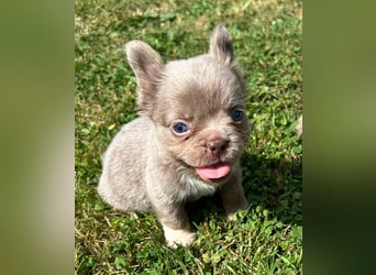 3 wunderschöne Französische Bulldoggen in Fluffy oder Kurzhaar