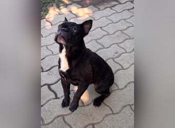Ellen, liebe Französische Bulldoggen Hündin geb. 02/2023