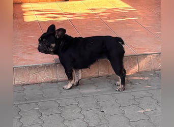 Eileen, liebe Französische Bulldoggen Hündin geb. 08/2022
