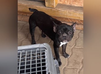 Luna, freundliche Französische Bulldogge geb. 10/2024