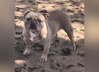 Lucky, fröhliche Französische Bulldogge geb. 01/2021