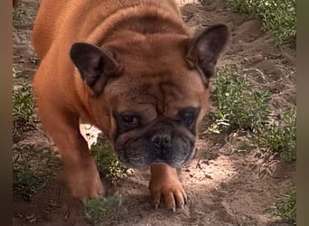 Valco, freundliche Französische Bulldogge geb. 06/2018