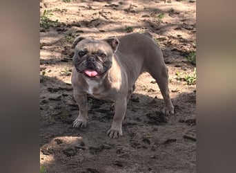 Lucky, fröhliche Französische Bulldogge geb. 01/2021