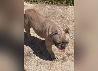 Lucky, fröhliche Französische Bulldogge geb. 01/2021