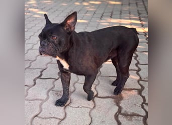 Ellen, liebe Französische Bulldoggen Hündin geb. 02/2023