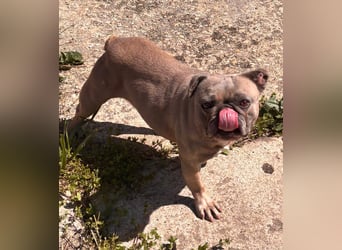 Lucky, fröhliche Französische Bulldogge geb. 01/2021