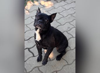 Ellen, liebe Französische Bulldoggen Hündin geb. 02/2023