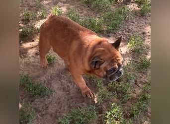 Valco, freundliche Französische Bulldogge geb. 06/2018