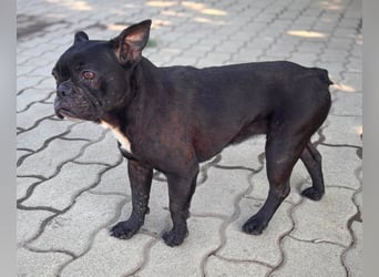 Ellen, liebe Französische Bulldoggen Hündin geb. 02/2023