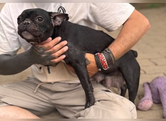 Luna, freundliche Französische Bulldogge geb. 10/2024